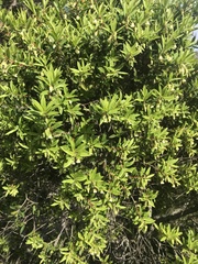 Diospyros glabra