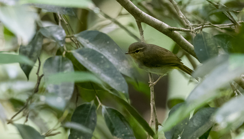 Lemon-throated Leaf Warbler (Phylloscopus cebuensis), photo 8