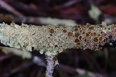 Flavoparmelia rutidota