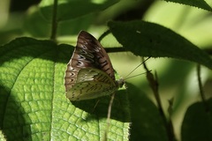 Tanaecia pelea