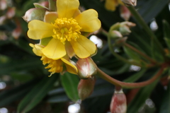 Hibbertia lucens