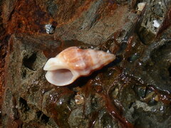 Cominella eburnea