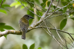 Pachycephala philippinensis
