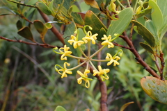 Stenocarpus umbelliferus