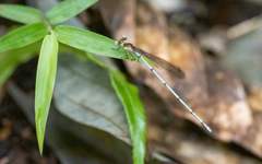 Risiocnemis