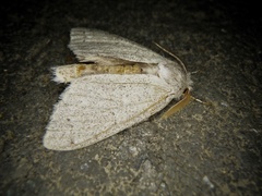 Cnethodonta grisescens