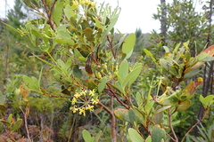 Stenocarpus umbelliferus