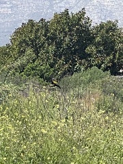 Euplectes capensis capensis