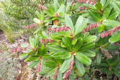 Hibbertia trachyphylla