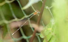 Risiocnemis