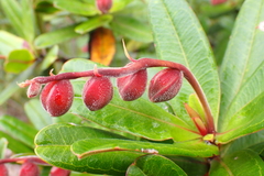 Hibbertia trachyphylla