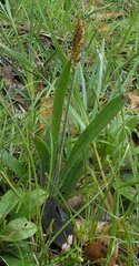 Plantago varia