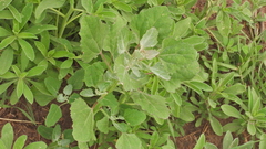 Chenopodium