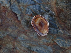 Siphonaria denticulata