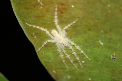 Pandercetes gracilis