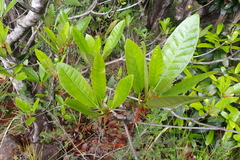 Ficus austrocaledonica