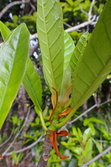 Ficus austrocaledonica