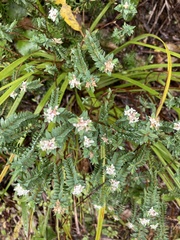 Pimelea villosa