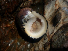 Nerita chamaeleon