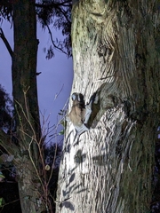 Austronomus australis