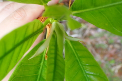 Ficus austrocaledonica