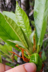 Ficus austrocaledonica