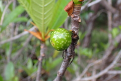 Ficus austrocaledonica