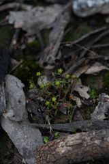 Brachyscome perpusilla