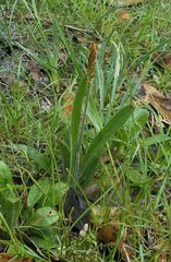 Plantago varia