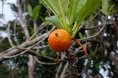Ficus austrocaledonica