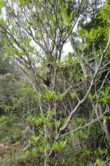 Ficus austrocaledonica