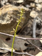 Stackhousia viminea