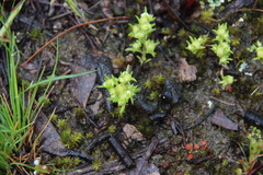 Siloxerus multiflorus