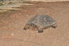 Mauremys leprosa leprosa
