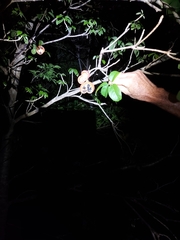 Sterculia quadrifida