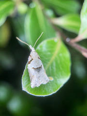 Harmologa amplexana