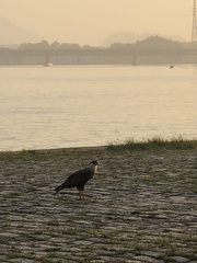Caracara plancus