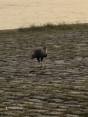 Caracara plancus