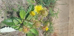 Berkheya radula