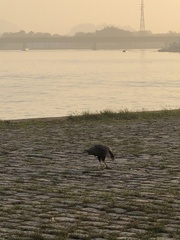 Caracara plancus