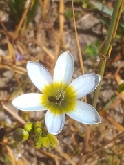 Ixia monadelpha