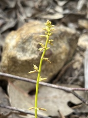 Stackhousia viminea