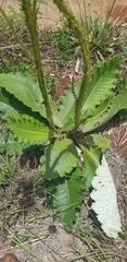 Berkheya radula