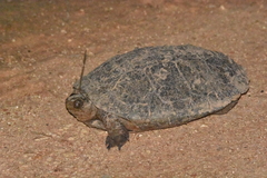 Mauremys leprosa leprosa