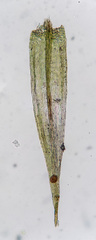Brachytheciastrum