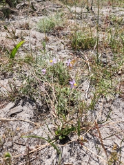Cyanella