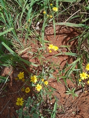 Senecio inaequidens