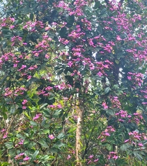 Dichaetanthera