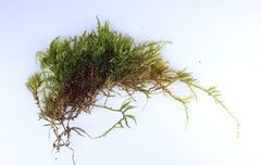Brachytheciastrum