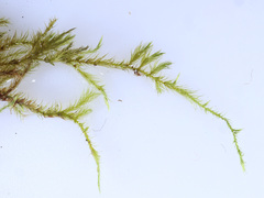 Brachytheciastrum